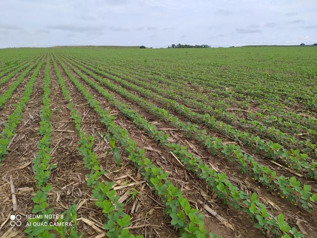 Fazenda São Patrício - Maranhão - Foto 2