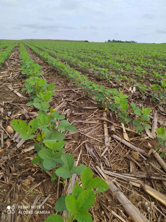 Fazenda São Patrício - Maranhão - Foto 1